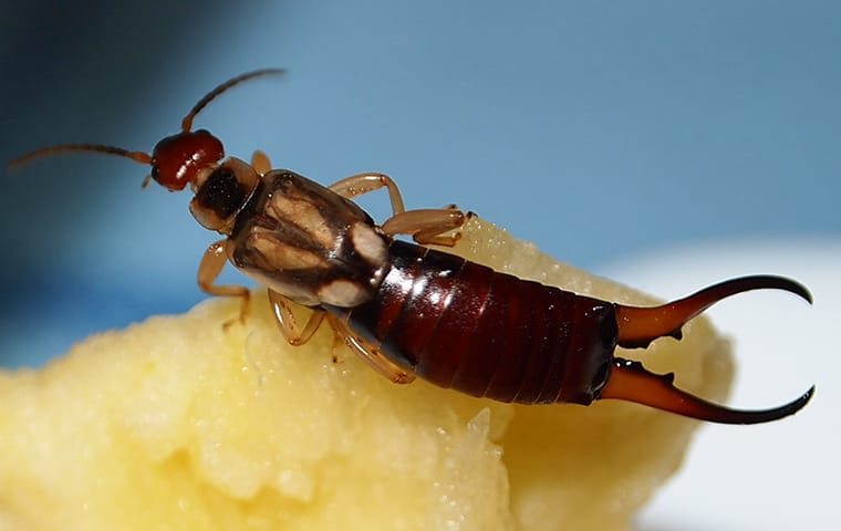 Earwigs